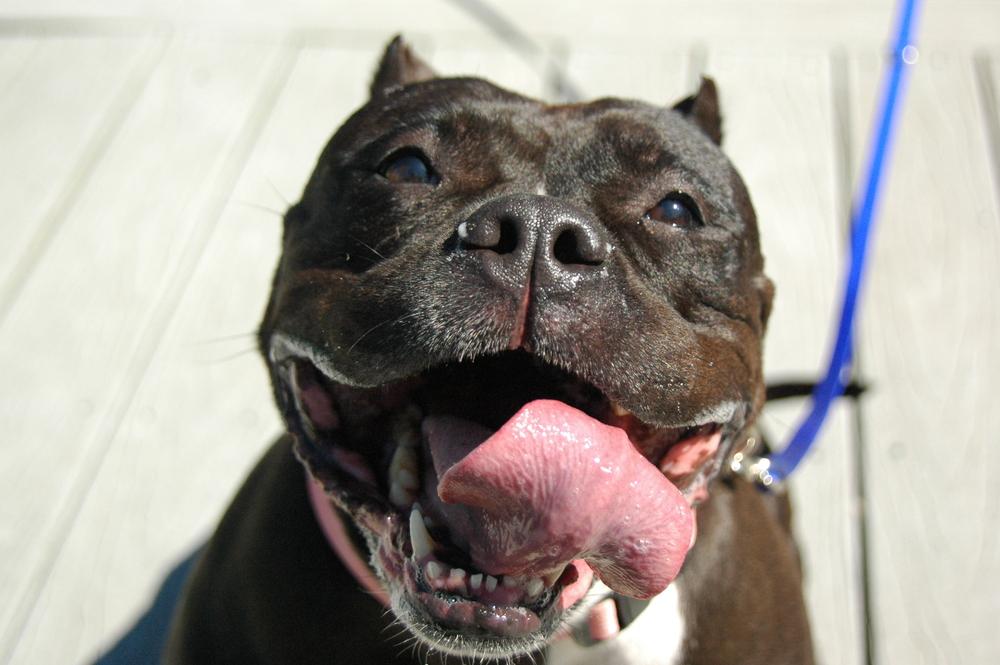 Ghetti, Adoptable, Adult Female American Bully.