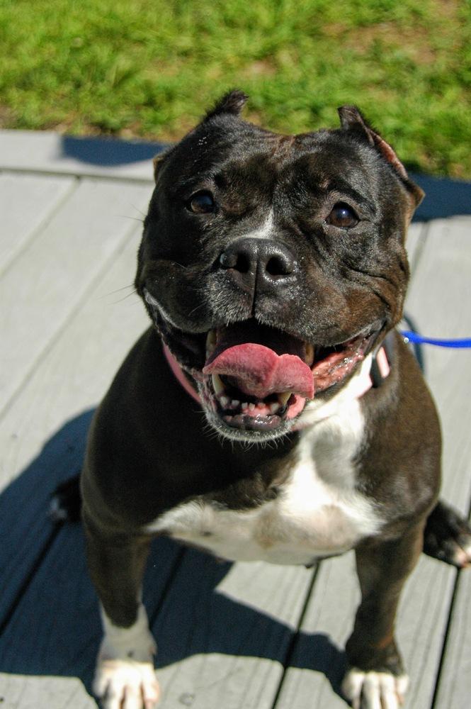 Enlarge Ghetti, a Adoptable American Bully in Pittsburgh, PA image 2/6