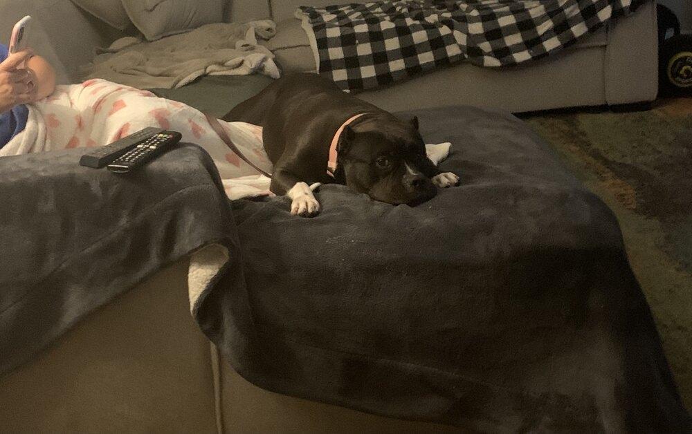 Enlarge Ghetti, a Adoptable American Bully in Pittsburgh, PA image 4/6