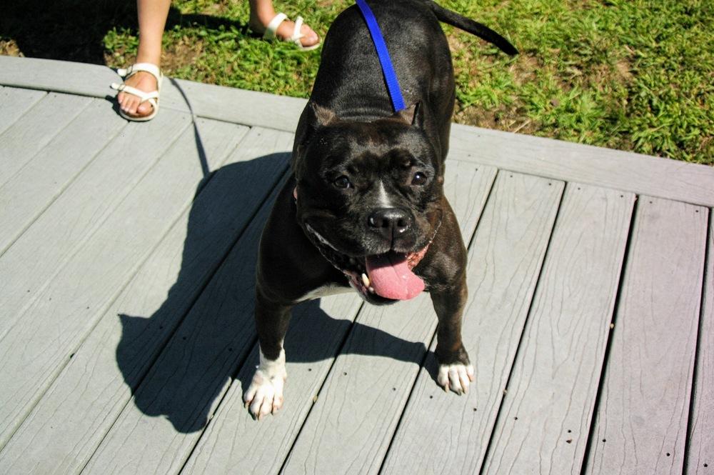Enlarge Ghetti, a Adoptable American Bully in Pittsburgh, PA image 4/4