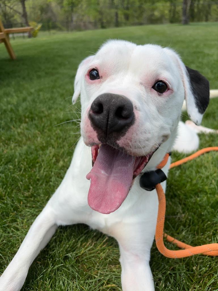 Enlarge GOOBER, a Adoptable mixed breed in Wintersville, OH image 1/6