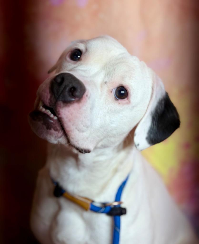 Enlarge GOOBER, a Adoptable mixed breed in Wintersville, OH image 1/6