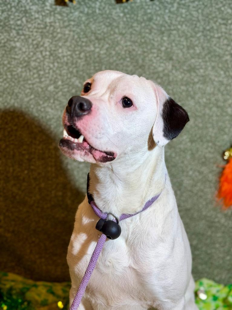 GOOBER, Adoptable, Adult Male Boxer & Terrier.
