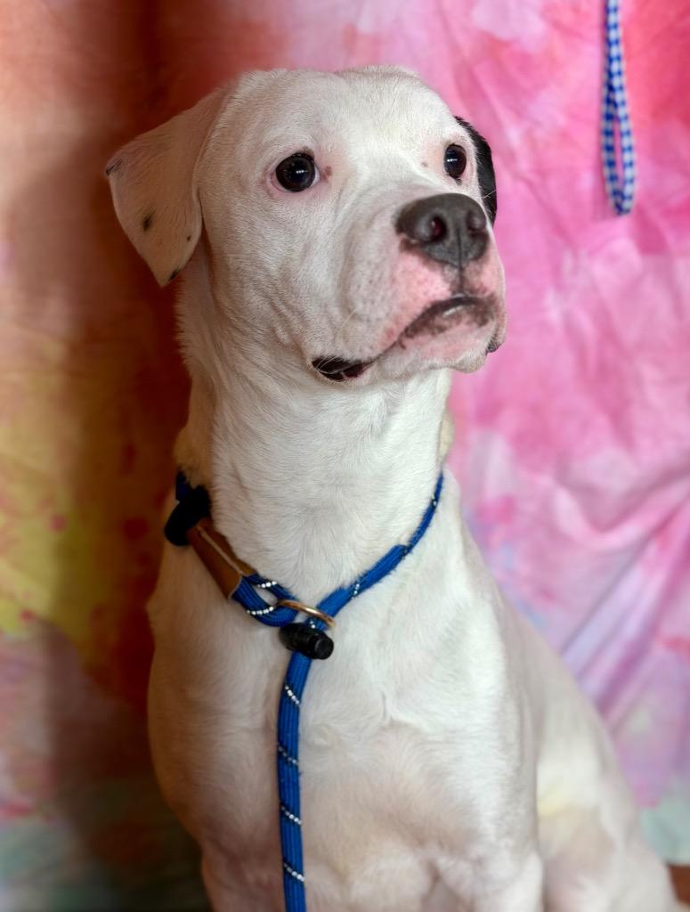 Enlarge GOOBER, a Adoptable mixed breed in Wintersville, OH image 6/6