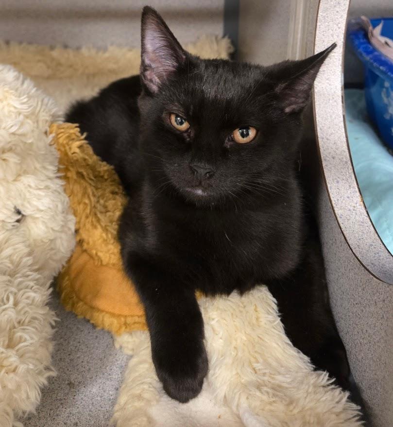 Enlarge Conrad, a ADOPTABLE Domestic Short Hair in New Rochelle, NY image 2/2