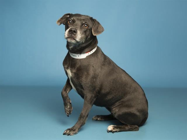 SUGAR PLUM, Adoptable, Adult Female Pit Bull Terrier & Mixed Breed.