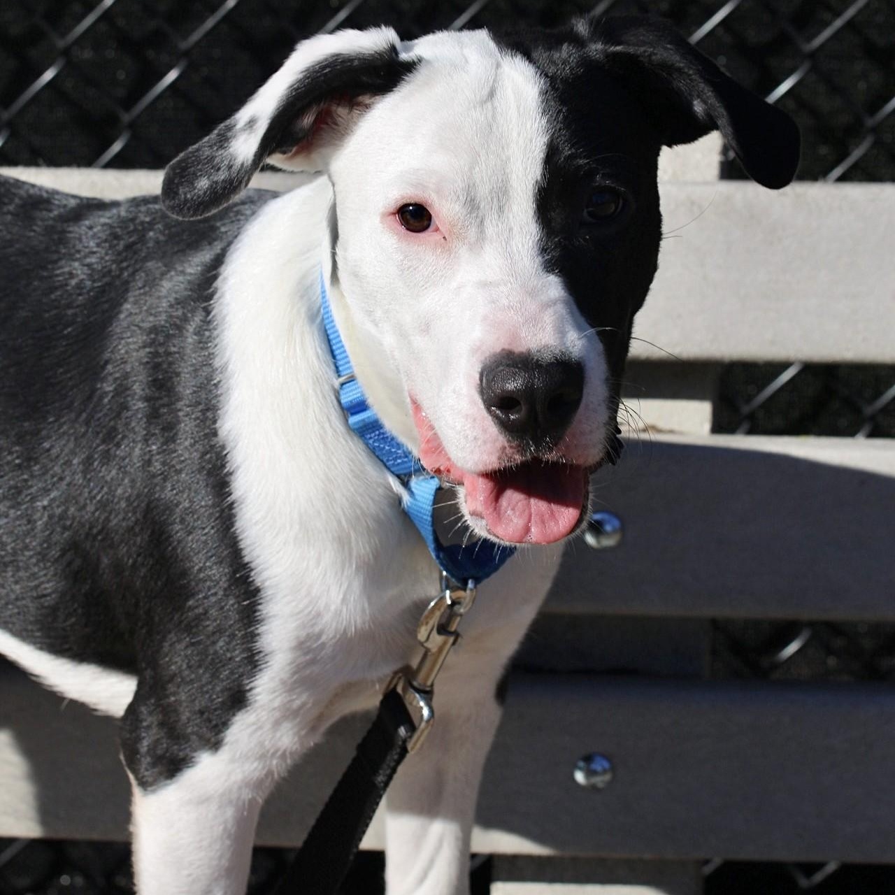 Enlarge Dobson, a Adoptable mixed breed in Briarcliff Manor, NY image 3/5