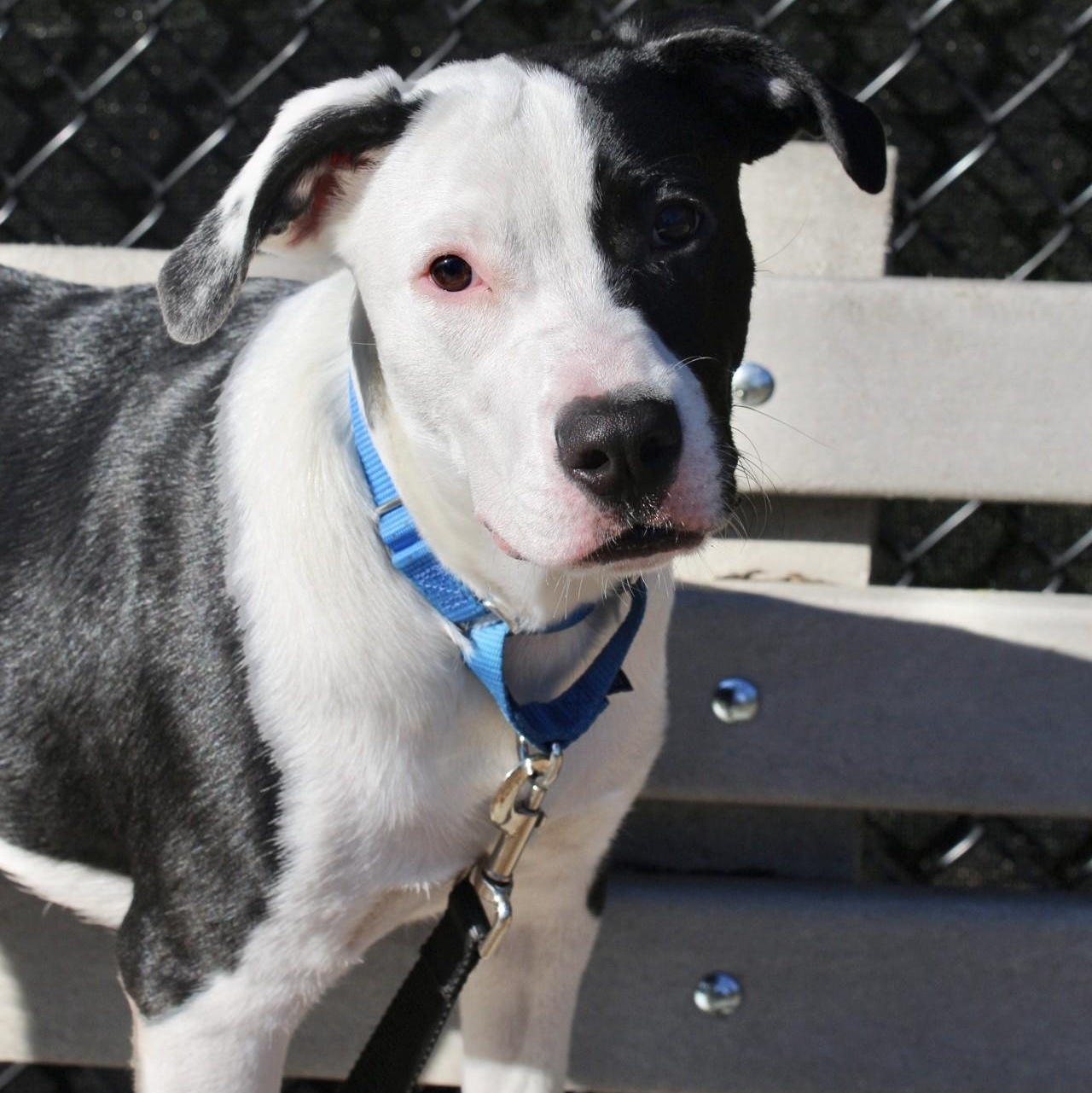 Enlarge Dobson, a Adoptable mixed breed in Briarcliff Manor, NY image 4/5