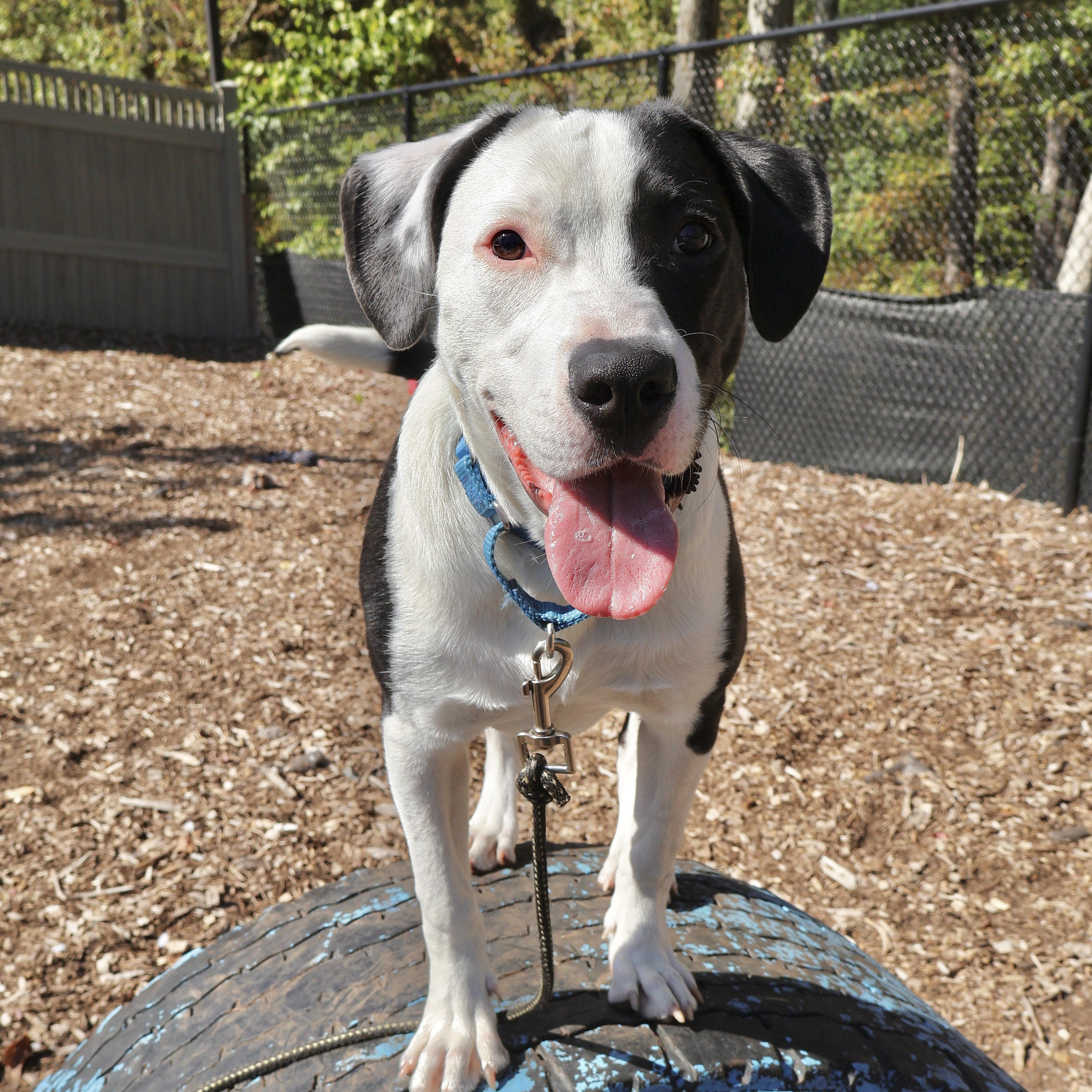 Dobson, Adoptable, Puppy Male Terrier.