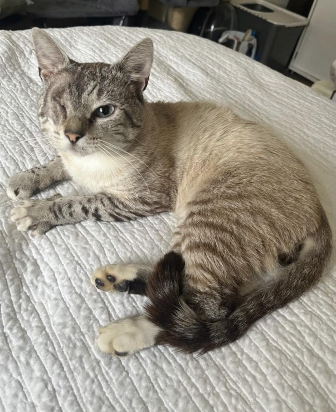 Cat Plissken, a Adoptable mixed breed in Knoxville, TN image 1/3