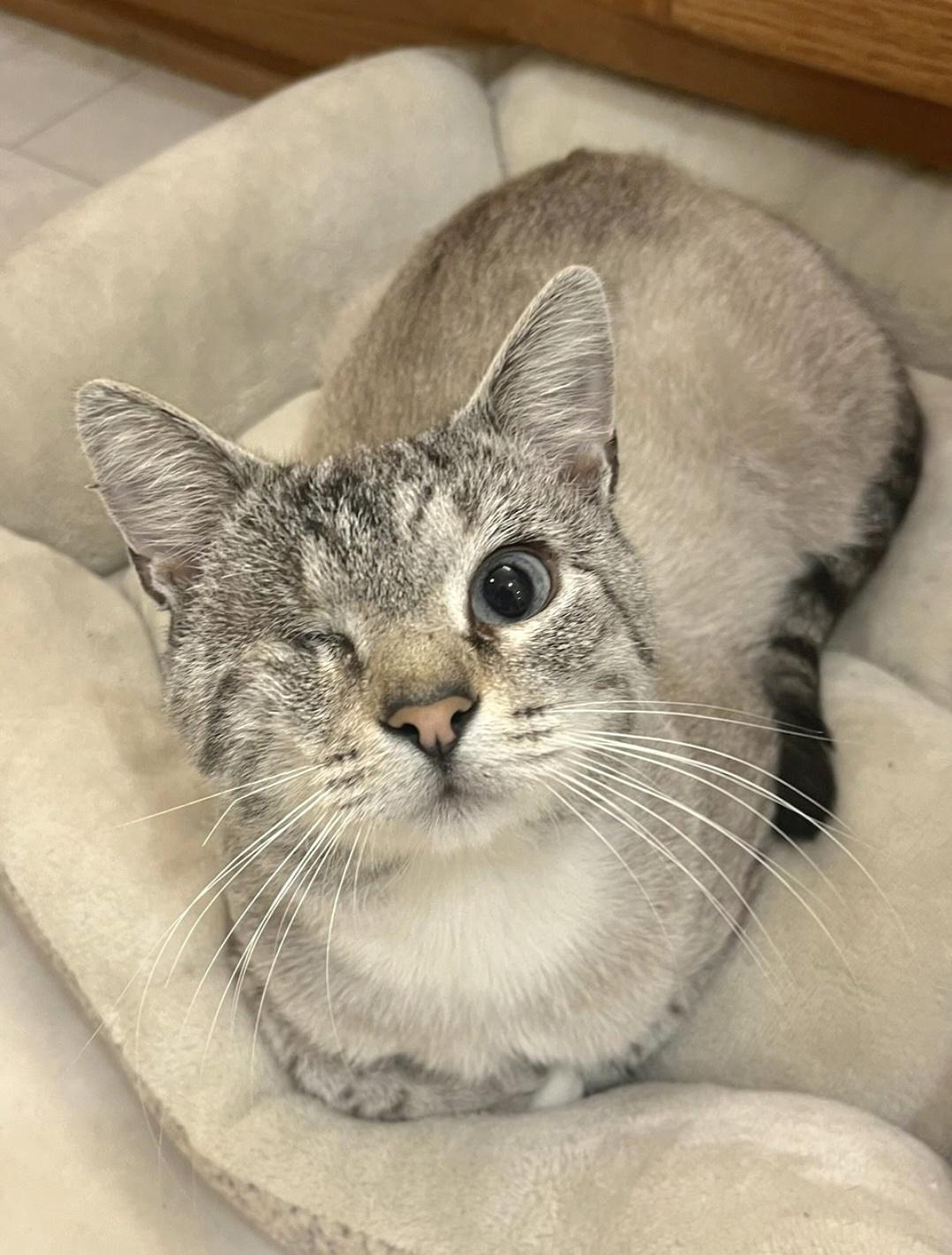 Cat Plissken, a Adoptable mixed breed in Knoxville, TN image 2/3