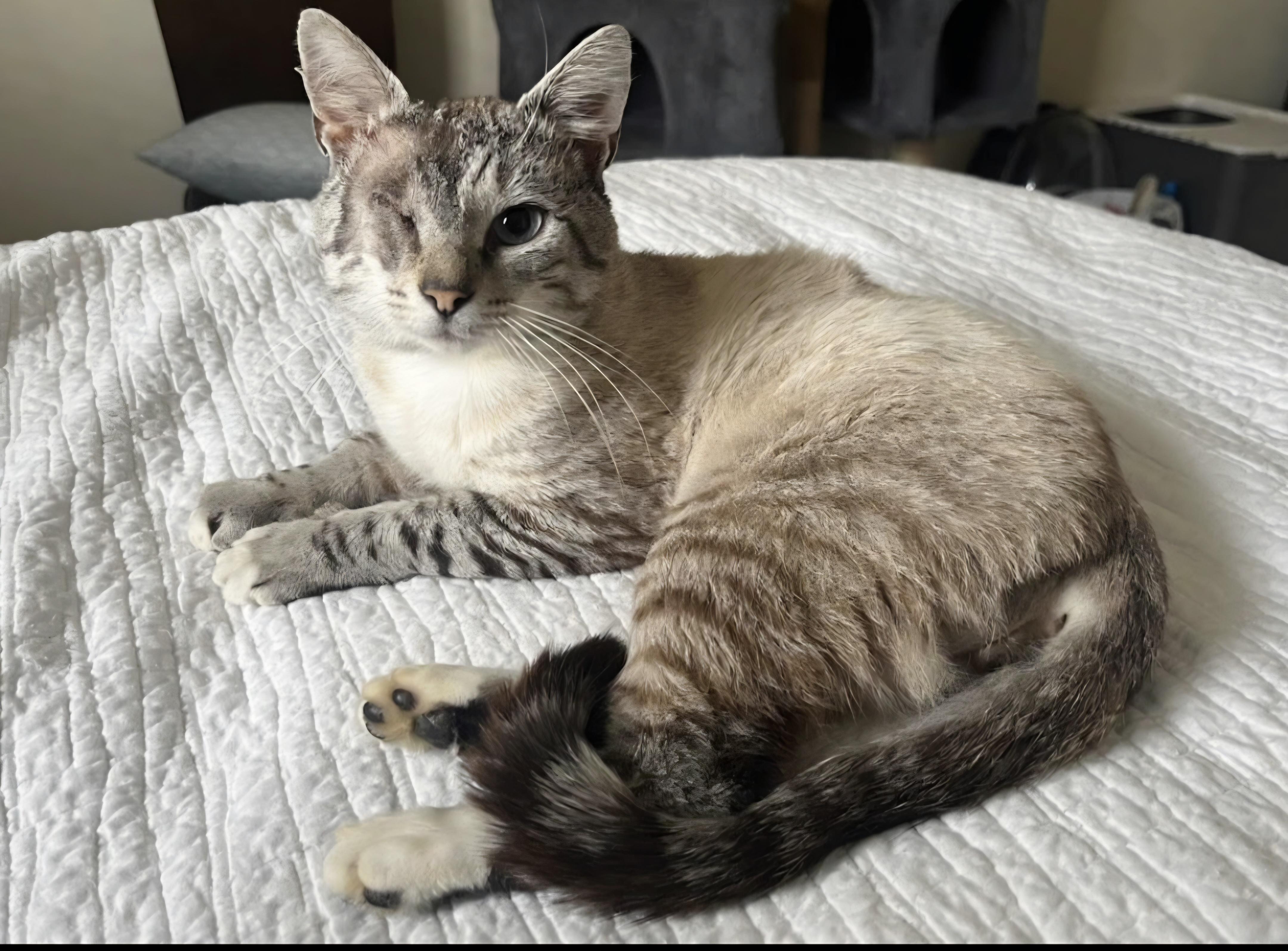 Cat Plissken, a Adoptable mixed breed in Knoxville, TN image 3/3