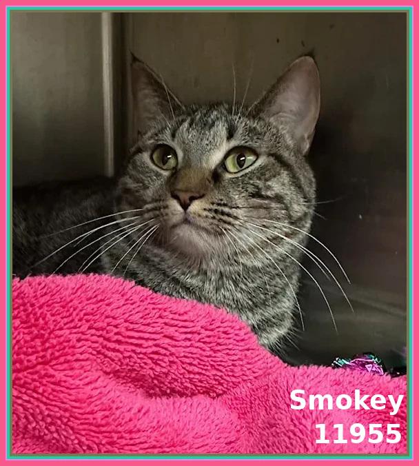 SMOKEY (also see ASH)