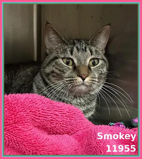 SMOKEY (also see ASH)