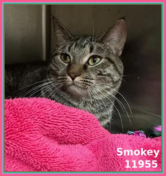 SMOKEY (also see ASH)