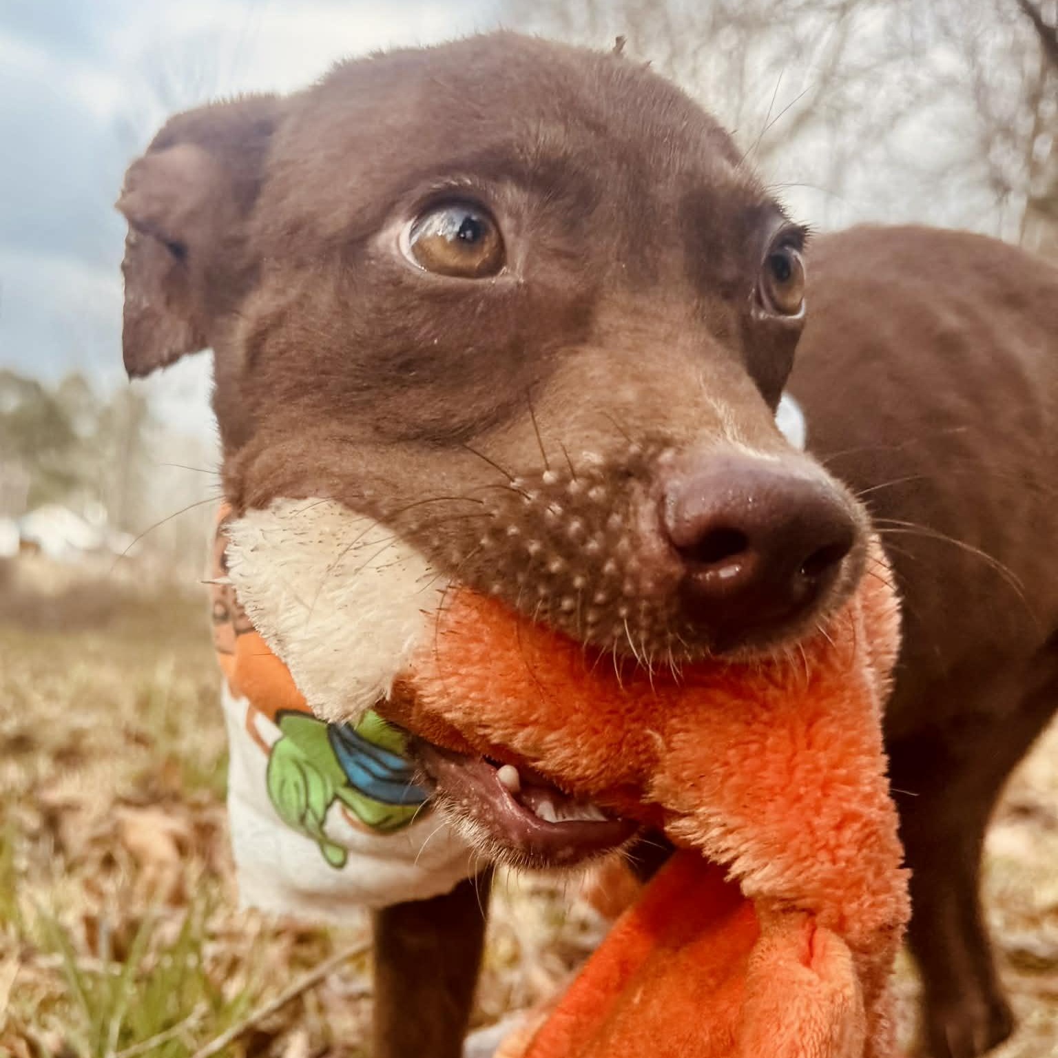 Enlarge Goofy , a Adoptable mixed breed in East Hartland, CT image 2/5