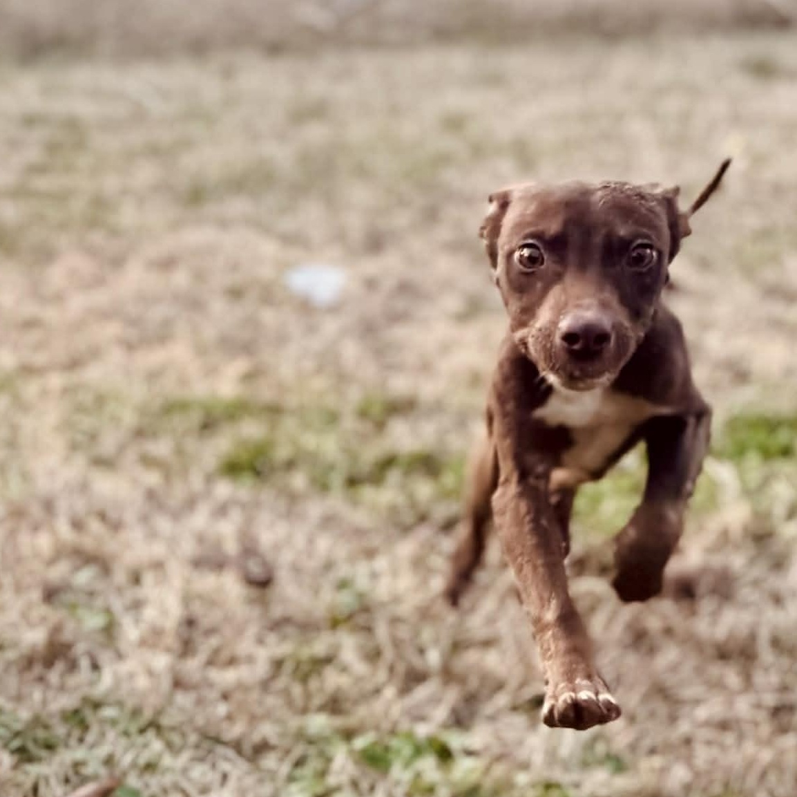 Enlarge Goofy , a Adoptable mixed breed in East Hartland, CT image 4/5