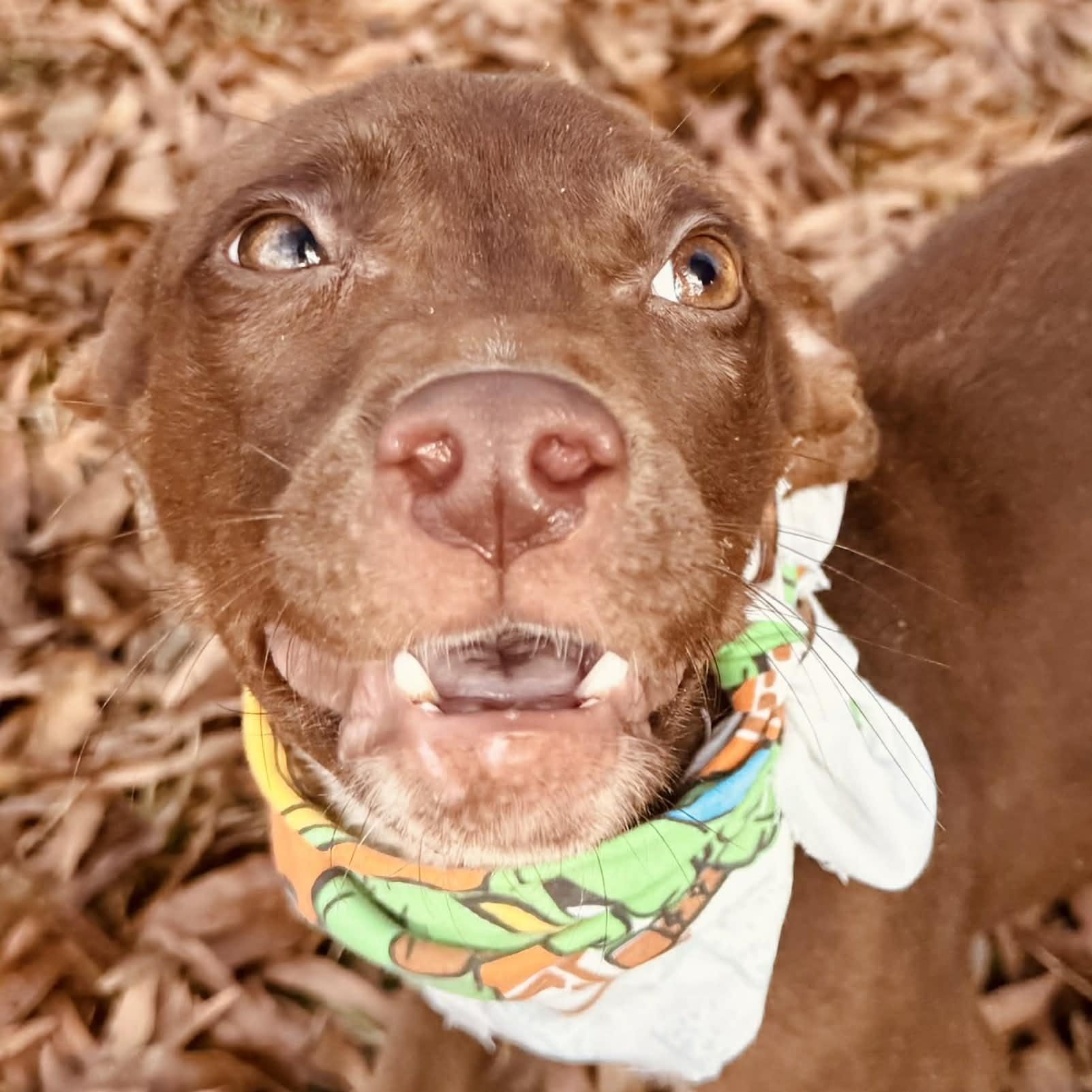 Enlarge Goofy , a Adoptable mixed breed in East Hartland, CT image 3/5