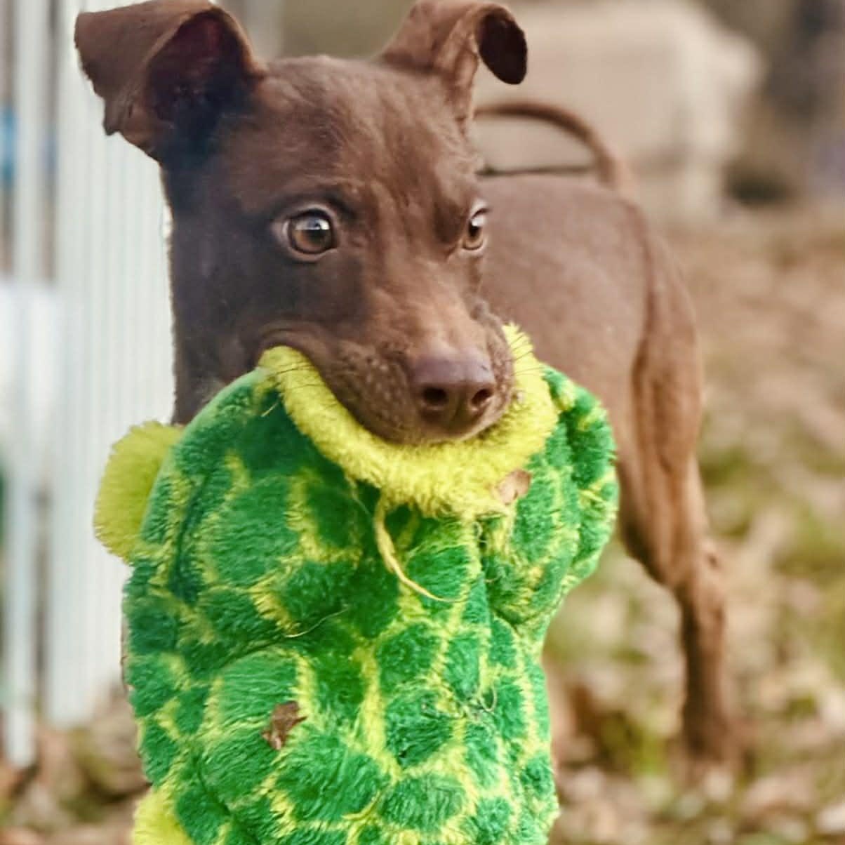 Goofy , Adoptable, Young Male Chihuahua & Rat Terrier.
