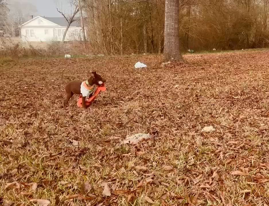 Enlarge Goofy , a Adoptable mixed breed in East Hartland, CT video 5/5