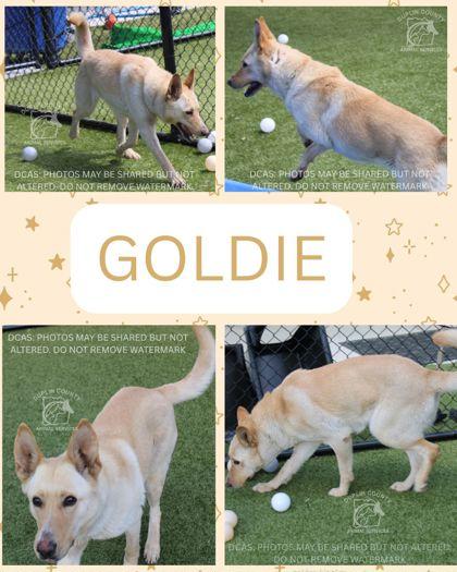 GOLDIE, Adoptable, Adult Female Shepherd & Mixed Breed.