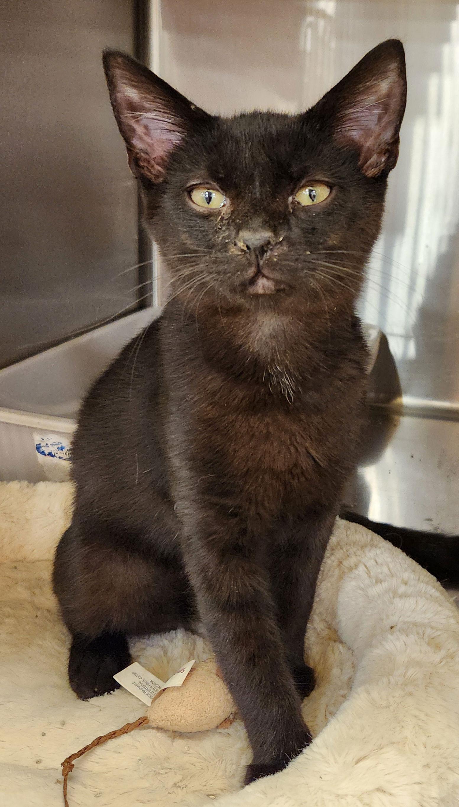 Enlarge Bowie, a Adopted Domestic Short Hair in Ocean Pines, MD image 1/1