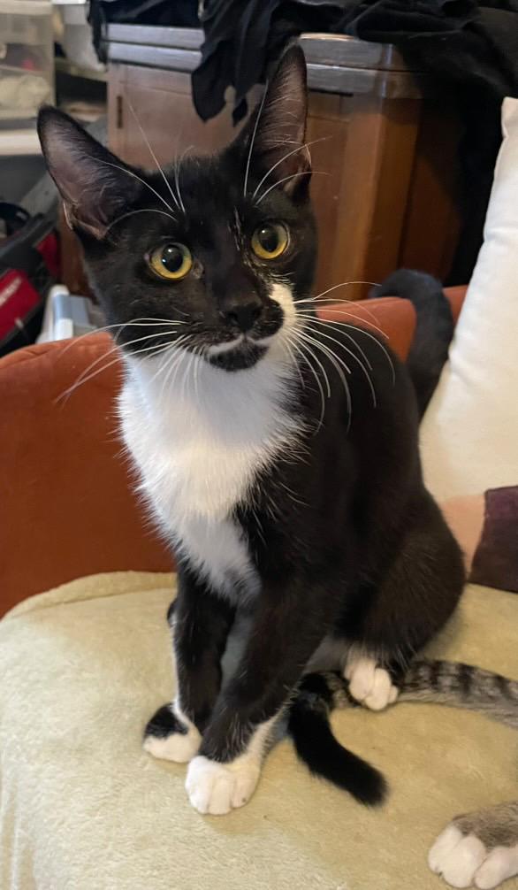 Zeb, Adoptable, Young Male American Shorthair.