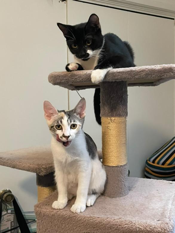 Enlarge Zeb, a Adoptable mixed breed in Los Angeles, CA image 2/4