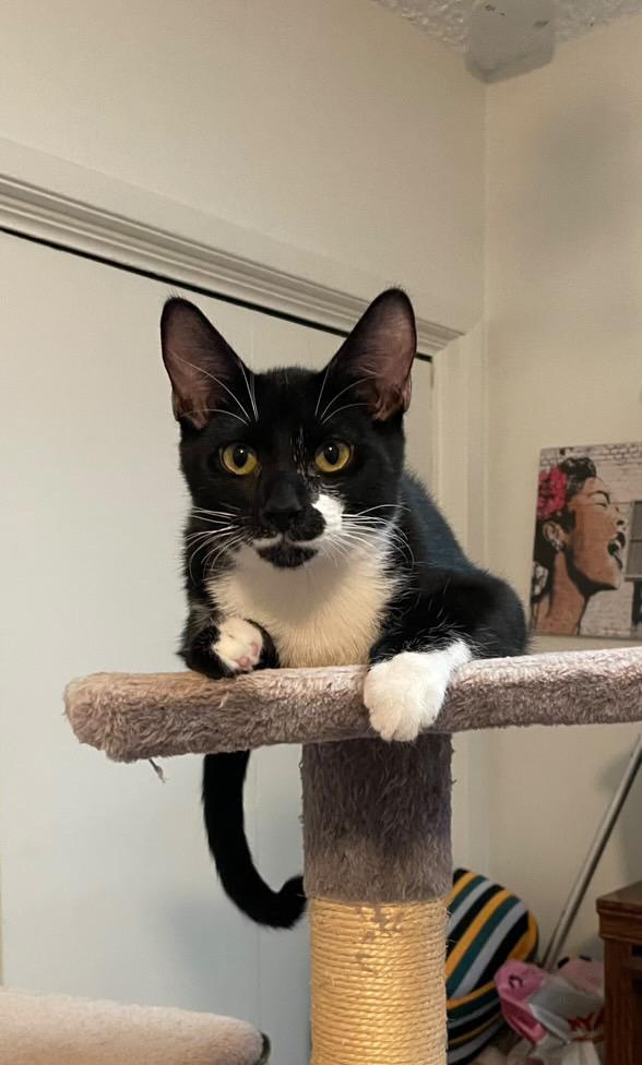 Enlarge Zeb, a Adoptable mixed breed in Los Angeles, CA image 3/4