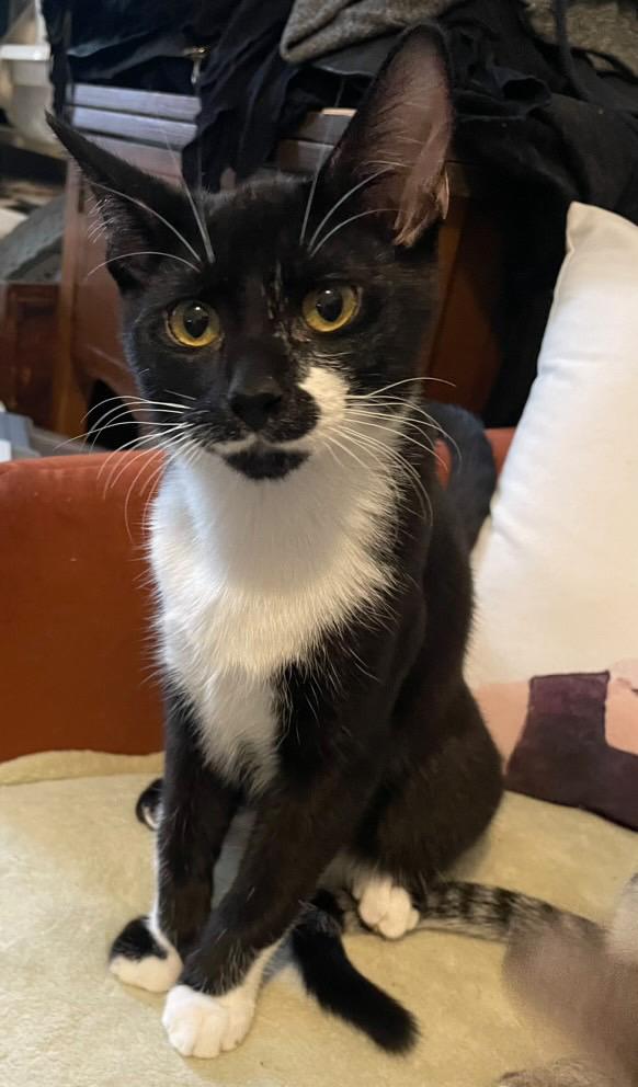 Enlarge Zeb, a Adoptable mixed breed in Los Angeles, CA image 4/4