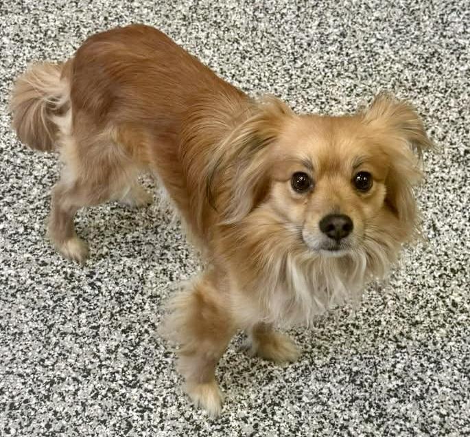 Enlarge Benji & Boris, an adoption pending mixed breed in Westfield, NY image 4/6