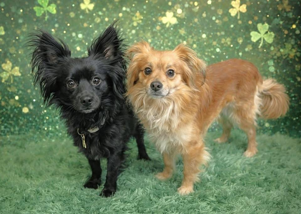 Enlarge Benji & Boris, an adoption pending mixed breed in Westfield, NY image 6/6