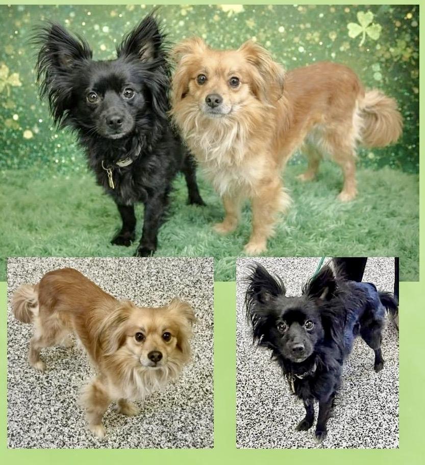 Enlarge Benji & Boris, an adoption pending mixed breed in Westfield, NY image 3/6