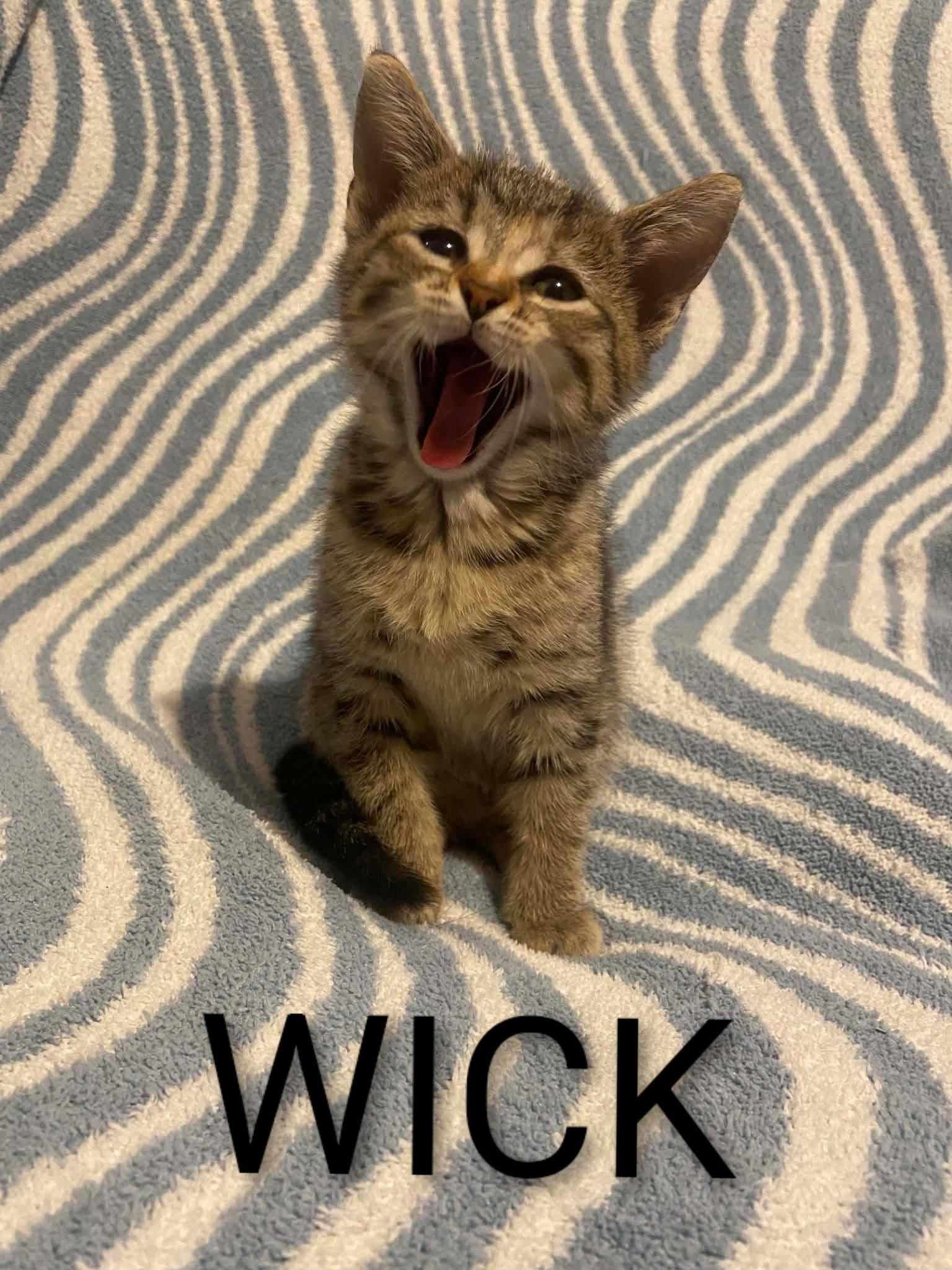 Enlarge Wick, a ADOPTABLE mixed breed in Plymouth , PA image 1/1