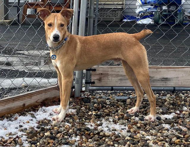 Enlarge River 7 months, a Adoptable Mixed Breed in Sterling, MA image 1/1