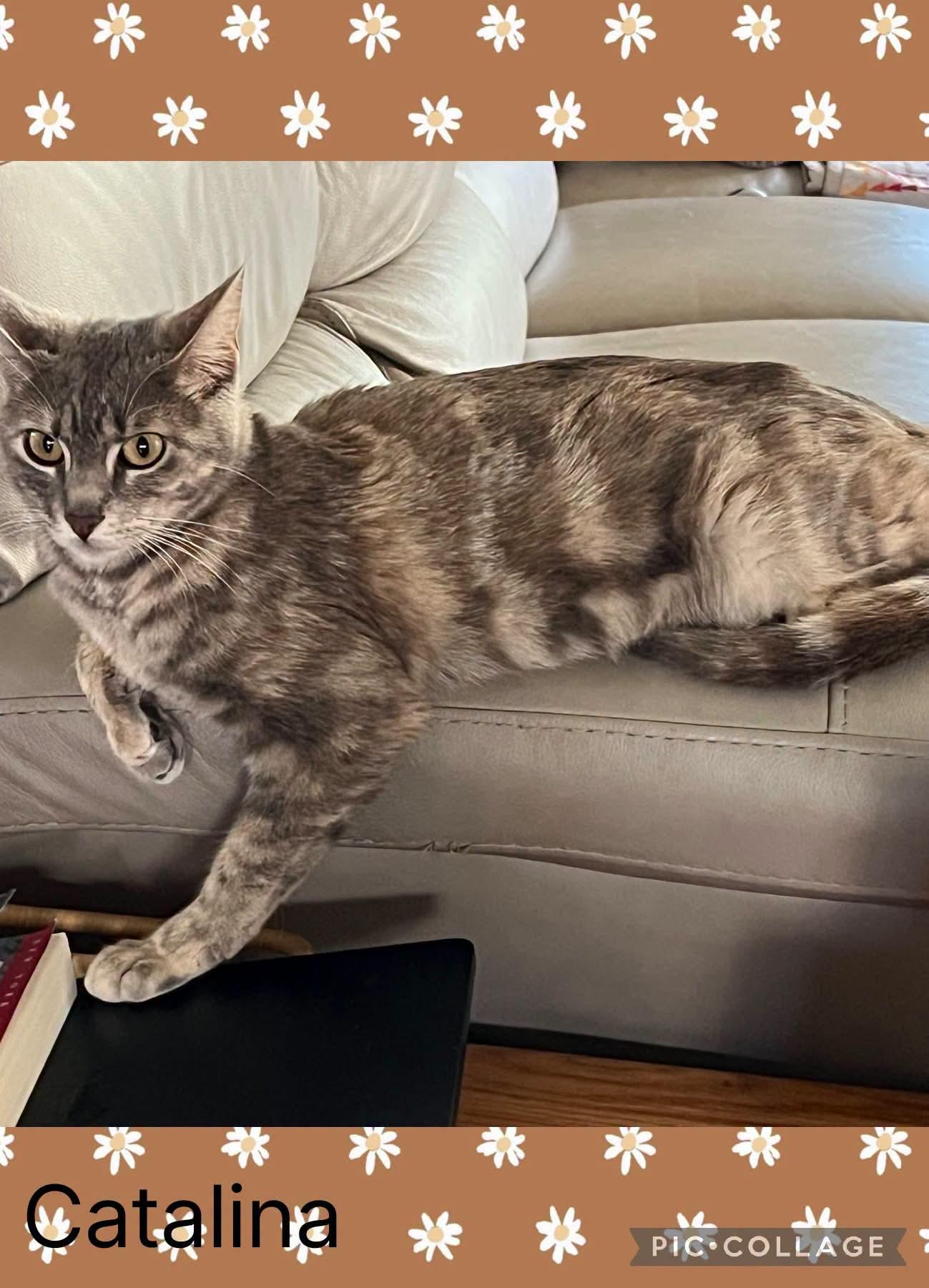 Enlarge Catalina, a Adoptable Domestic Short Hair in Newberg, OR image 1/1