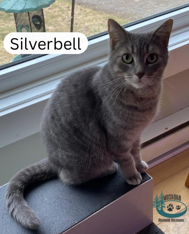 Silverbell!, adopted, Adult Female Domestic Short Hair.