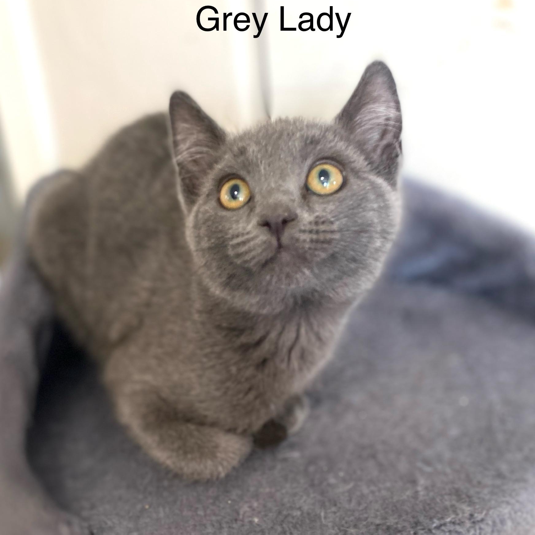Grey Lady