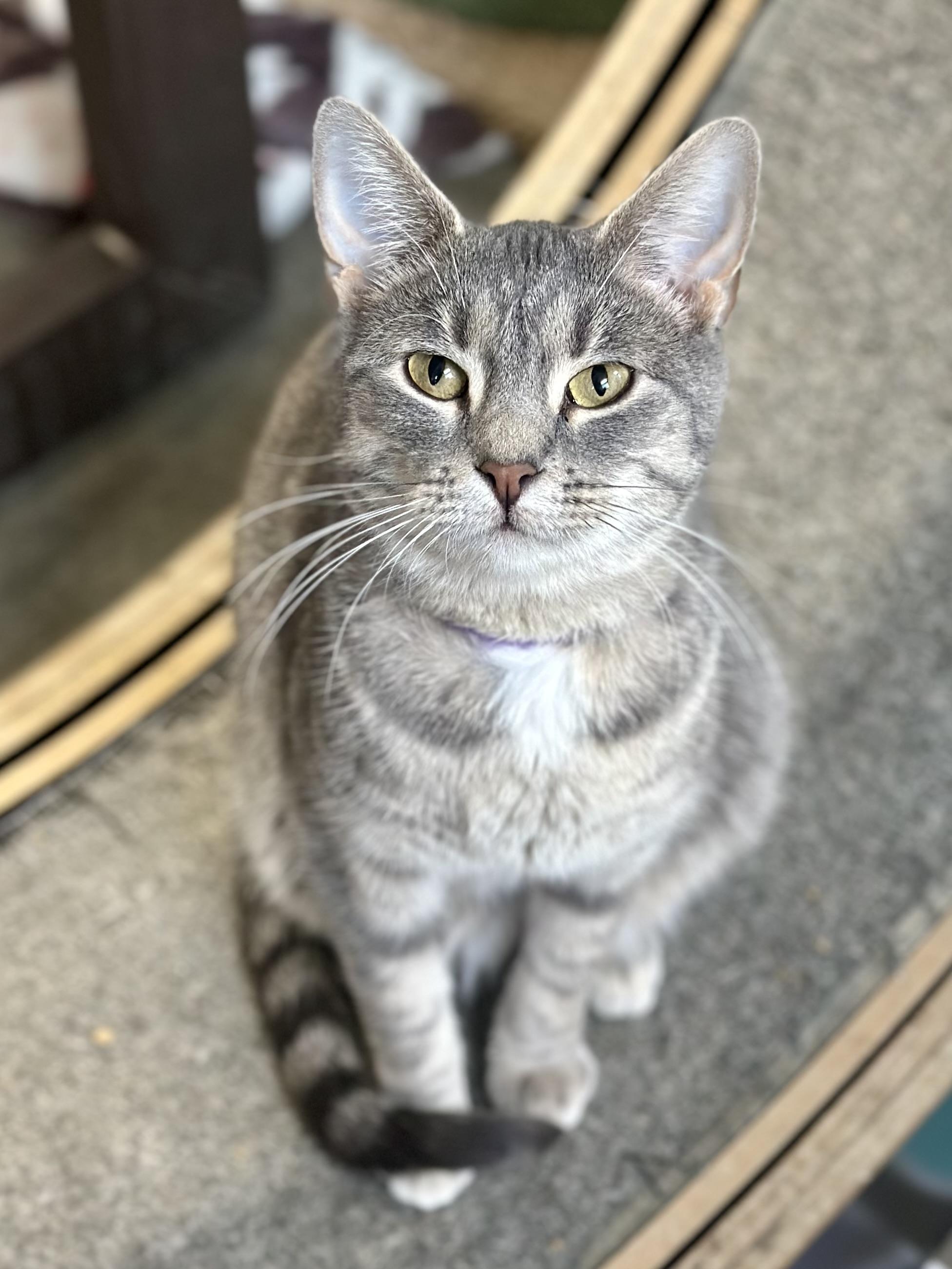 Enlarge Mamacotti, a ADOPTABLE Domestic Short Hair in Faribault, MN image 3/3