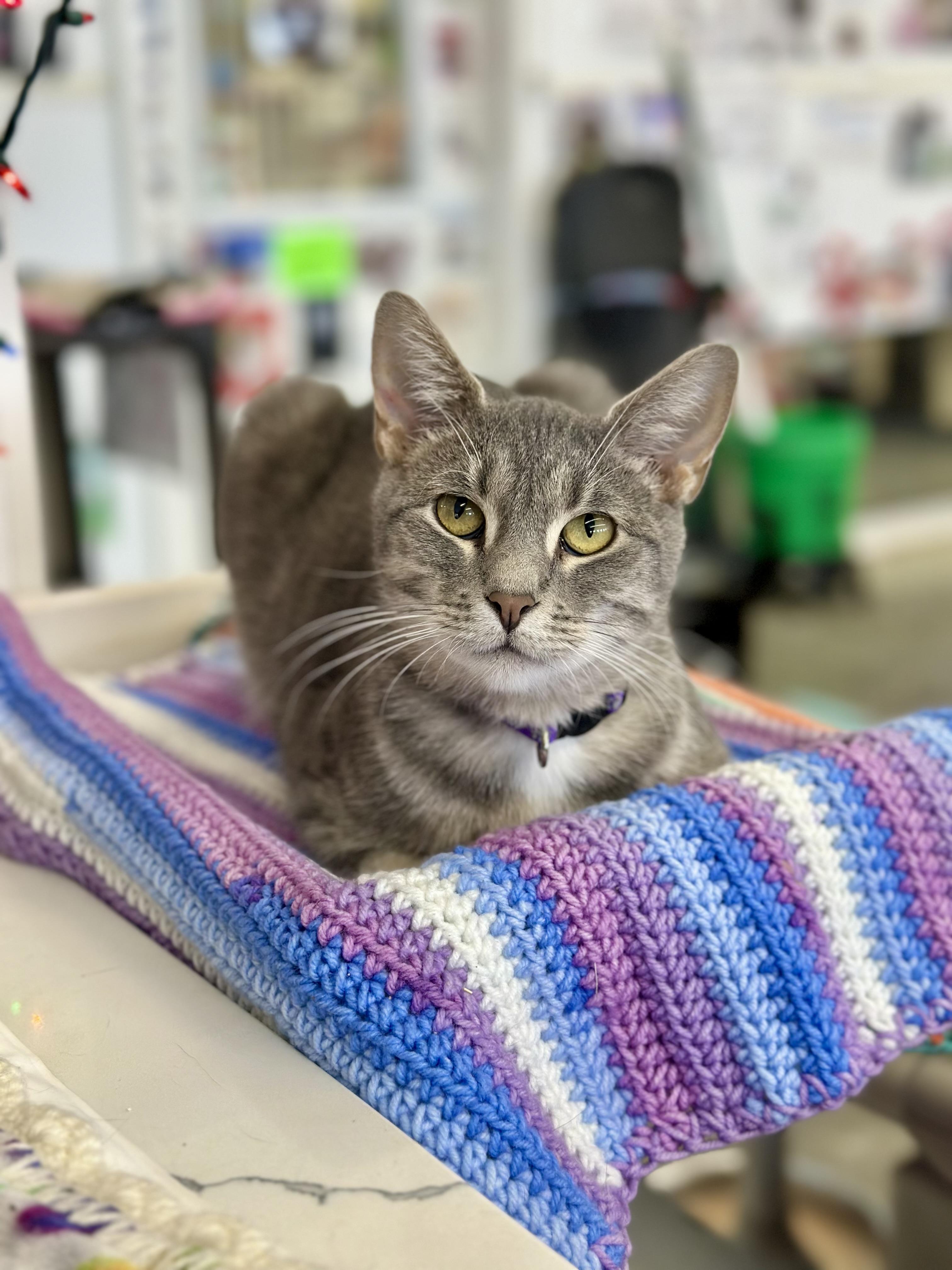 Enlarge Mamacotti, a ADOPTABLE Domestic Short Hair in Faribault, MN image 1/3