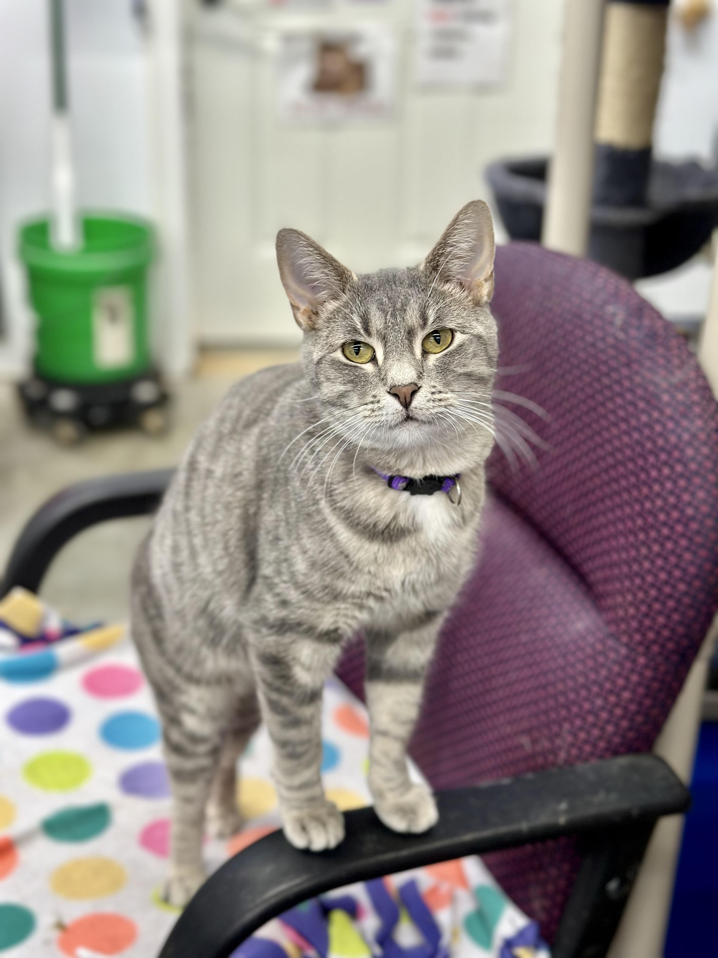 Enlarge Mamacotti, a ADOPTABLE Domestic Short Hair in Faribault, MN image 2/3