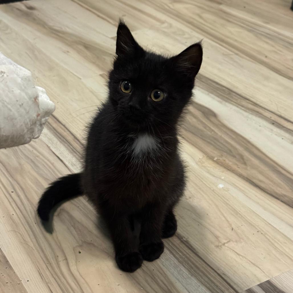 Cher - Bonded to Sonny, Adoptable, Kitten Female Domestic Short Hair.