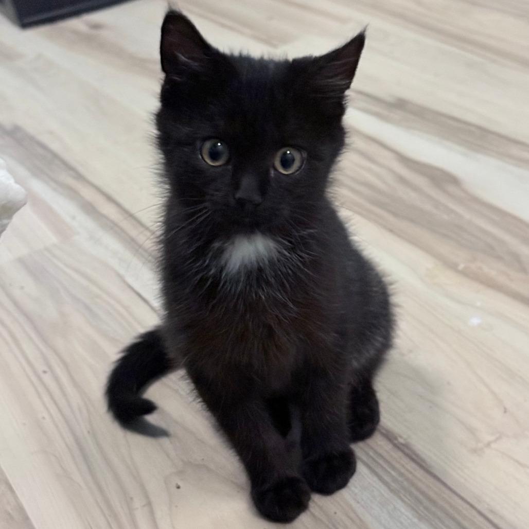 Enlarge Cher - Bonded to Sonny, a Adoptable Domestic Short Hair in Middleton, WI image 2/4