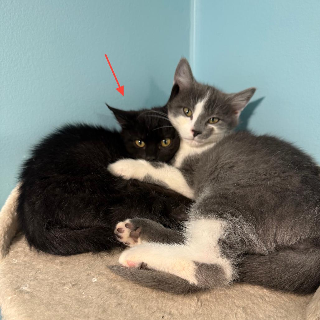 Enlarge Cher - Bonded to Sonny, a Adoptable Domestic Short Hair in Middleton, WI image 3/4