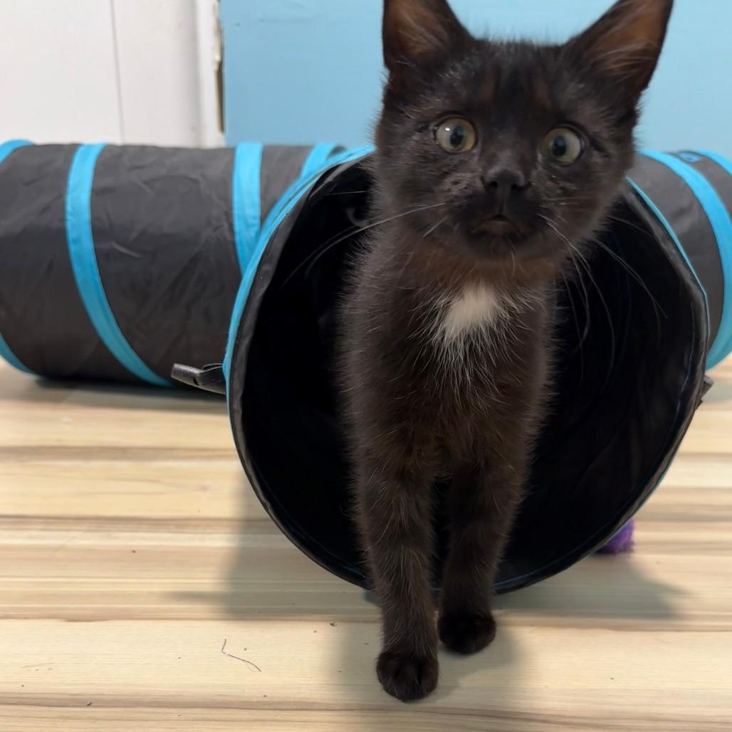 Enlarge Cher - Bonded to Sonny, a Adoptable Domestic Short Hair in Middleton, WI image 4/4