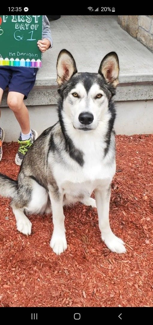 Mac, Adopted, Young Male Husky.