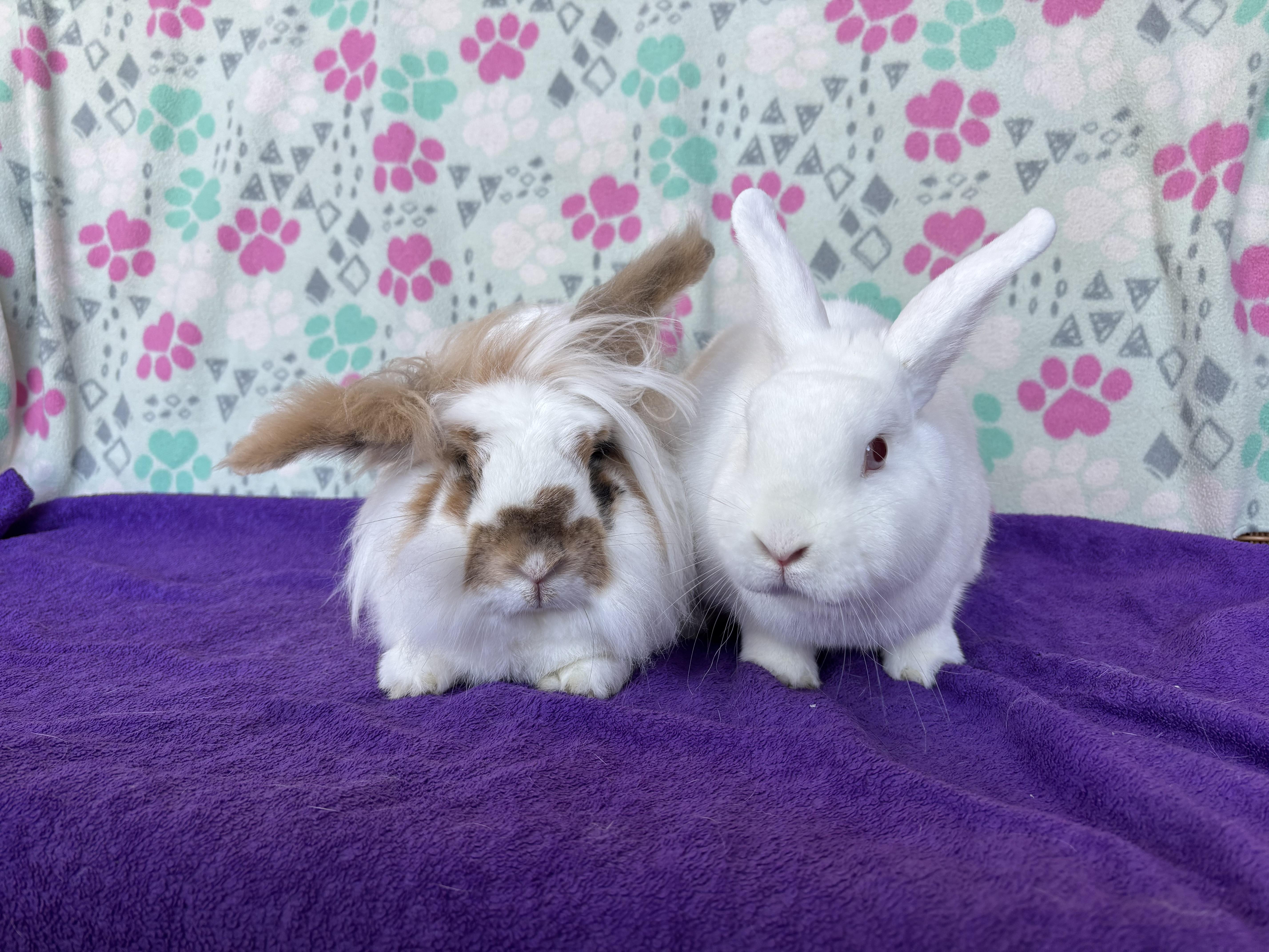English Setter & Samoyed, Adoptable, Senior Female Bunny Rabbit & Lionhead.