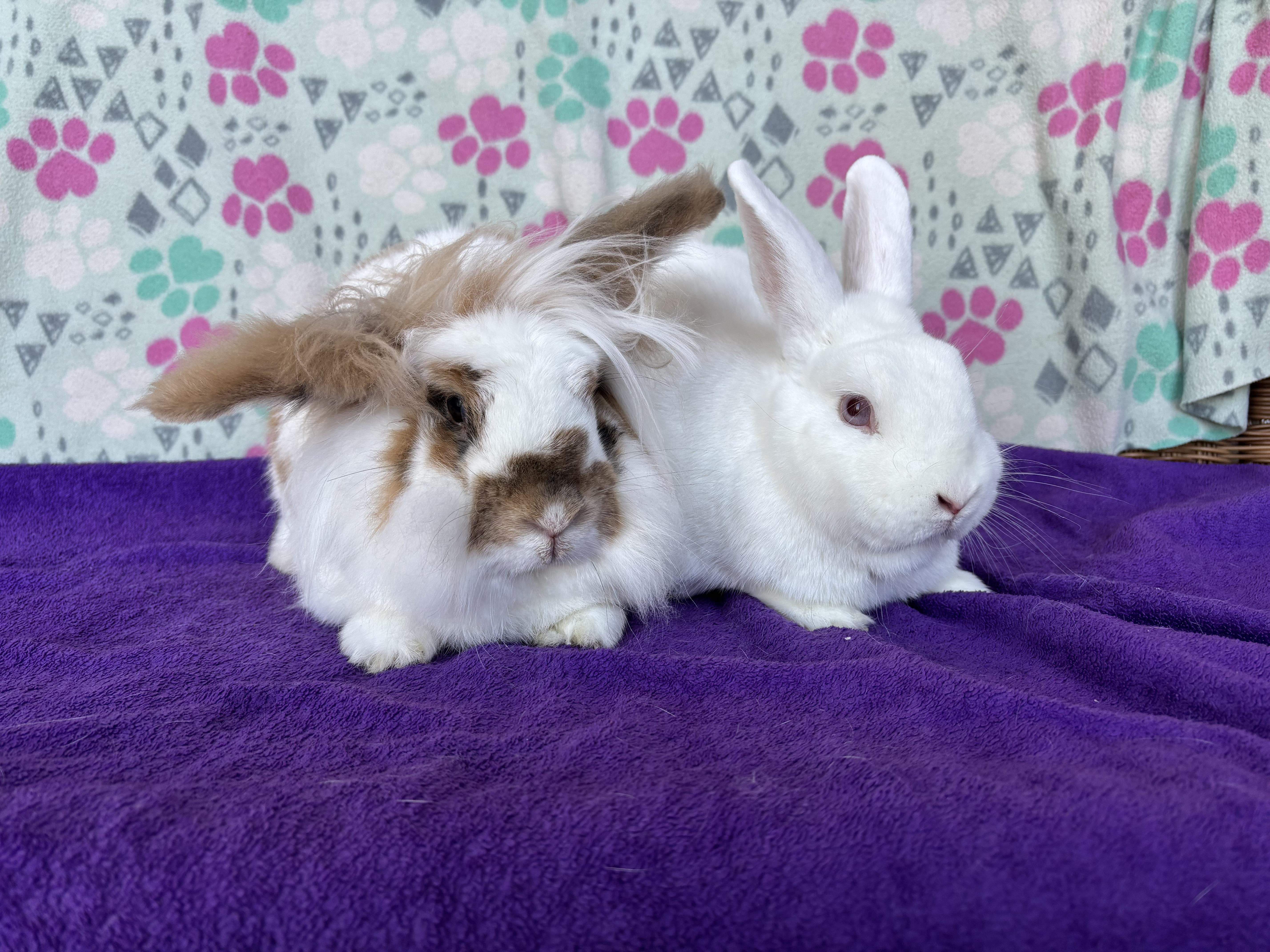 English Setter & Samoyed 4