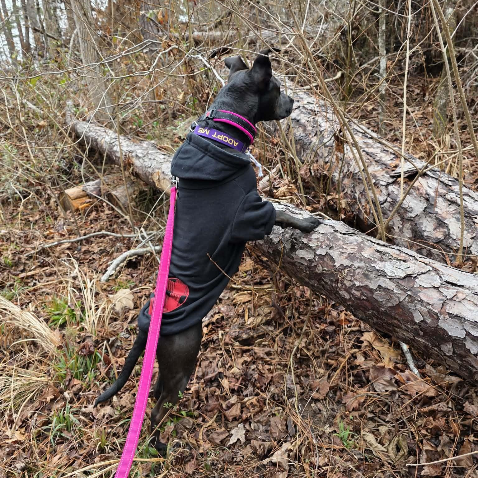 Enlarge Josie, a Adoptable mixed breed in Vancouver, BC image 4/6