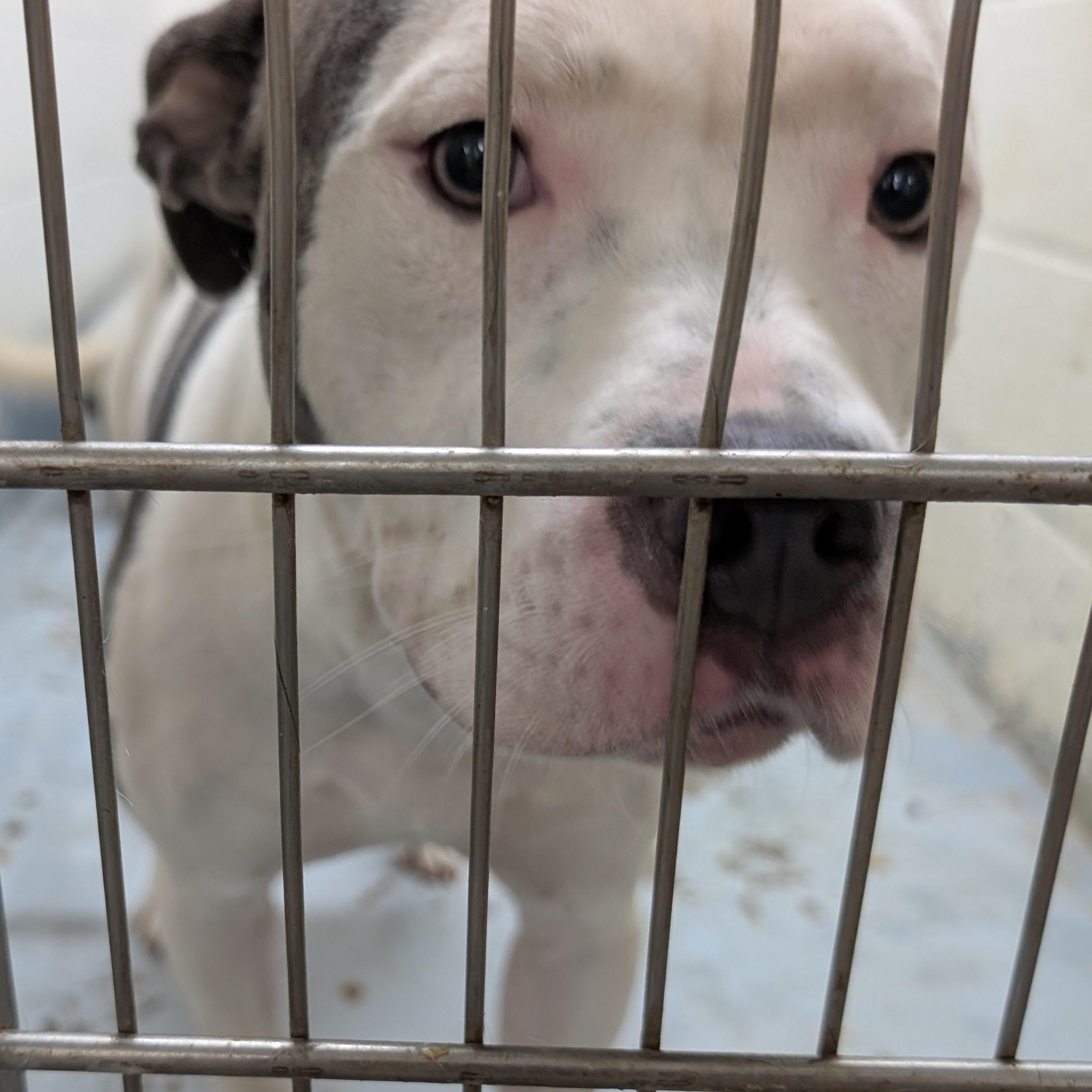 Enlarge 191545 LOOKING FOR OWNER, an adopted Pit Bull Terrier in Ravenna, OH image 2/2